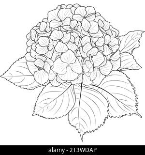 Hydrangea flower outline, botanical vector illustration isolated on white background. Line art blooming hydrangea coloring page. Stock Vector
