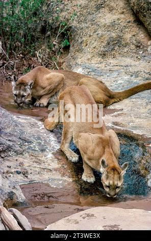 Cougars (Puma concolor) AKA: puma, mountain lion, catamount and panther, drinking from a stream, Utah, USA Stock Photo