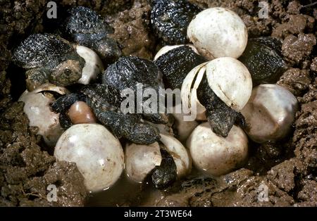 Snapping Turtles (Chelydra serpentina) Hatching, New Jersey, USA Stock Photo