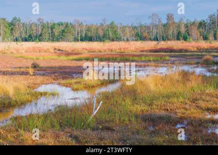 a bog in autumn with foliage coloring of trees Stock Photo