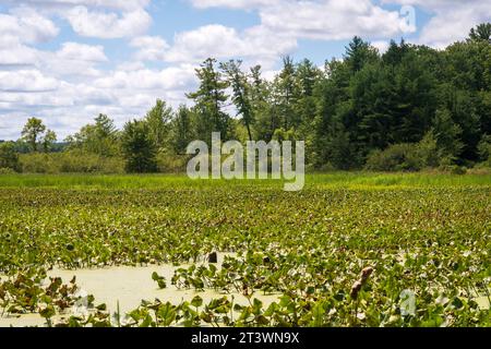 Jamestown Audubon Center and Sanctuary in New York Stock Photo