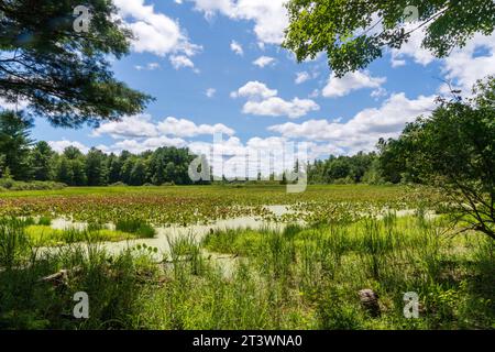 Jamestown Audubon Center and Sanctuary in New York Stock Photo