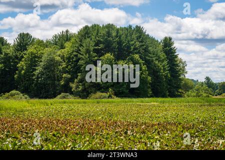 Jamestown Audubon Center and Sanctuary in New York Stock Photo