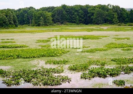 Jamestown Audubon Center and Sanctuary in New York Stock Photo