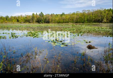 Jamestown Audubon Center and Sanctuary in New York Stock Photo