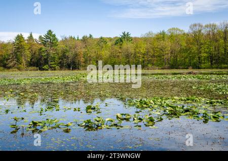 Jamestown Audubon Center and Sanctuary in New York Stock Photo