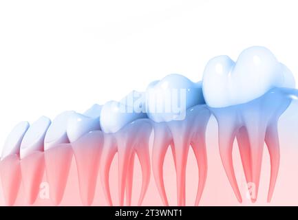 Tooth anatomy. 3d render Stock Photo