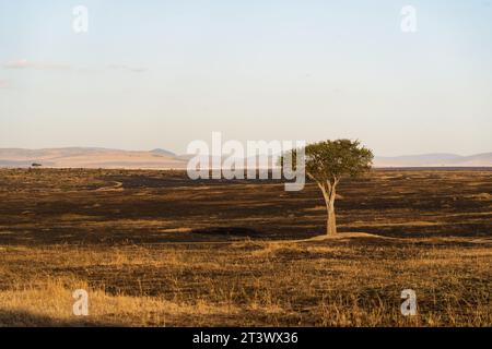 Lonely Tree in the Maasai Mara Desert Stock Photo