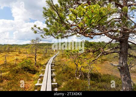 Tourist hiker with a backpack on a Spectacular Kakerdaja bog hiking trail surrounded with pine trees on a beautiful sunny summer day in Estonia Stock Photo