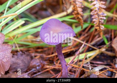 Amethyst deceiver fungus (Laccaria amethystina), purple fungi, toadstool mushroom, UK, during autumn Stock Photo