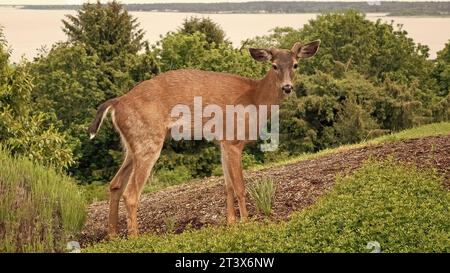 whitetail animal fallow. whitetail animal brown color. photo of whitetail animal outdoor. whitetail animal in the street. Stock Photo