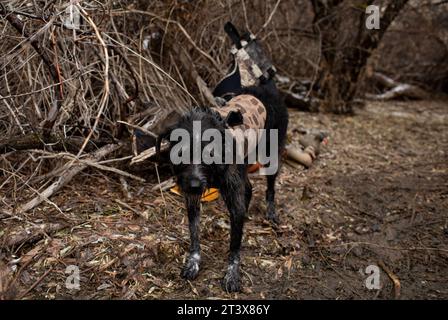 German Wirehaired Pointer waits attentively along the riverbank. Stock Photo