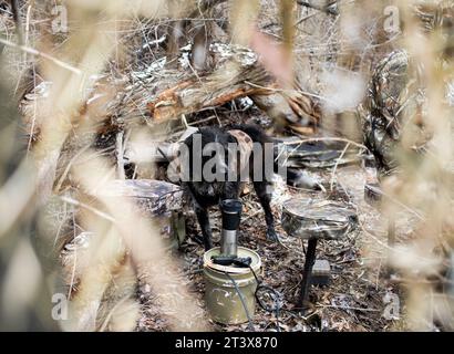 German Wirehaired Pointer in camo watches from duck blind Stock Photo