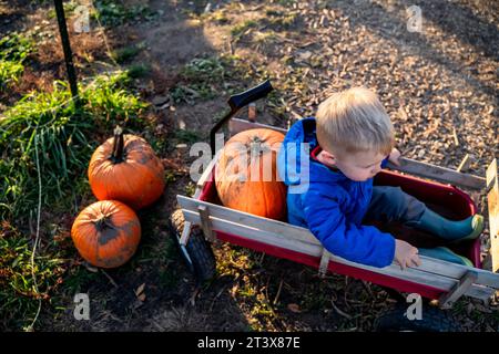 Blonde Toddler Boy Sitting in Red Wagon with Pumpkins from Patch Stock Photo