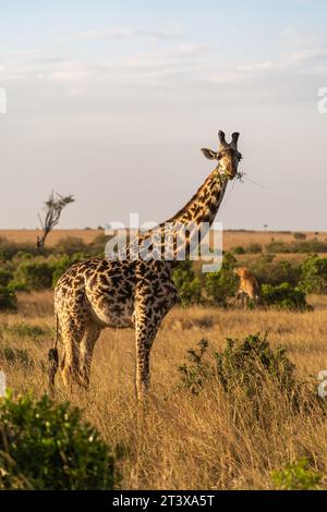 Self drive Safari trough the wilderness of Kenya Stock Photo