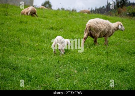 A Picture of a baby lamb grazing with mother sheep Stock Photo - Alamy