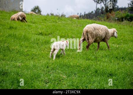 A Picture of a baby lamb grazing with mother sheep Stock Photo - Alamy