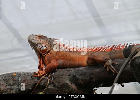 A Large Green Iguana Animal Sitting on a Tree Branch. Stock Photo