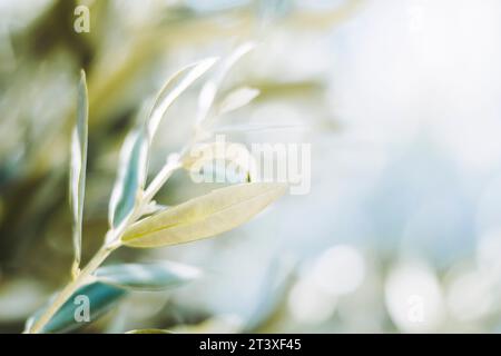 Close-up on the leaves of an olive tree and blurred background Stock Photo