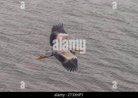 Bantry, West Cork, Ireland. 25th Oct, 2023. On a cold and foggy start to the day in Bantry, a grey heron (Ardea cinerea) looks for fish in Bantry Bay. Stock Photo