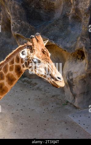 Giraffe head at Taronga Zoo Sydney, Mosman, NSW, Australia Stock Photo
