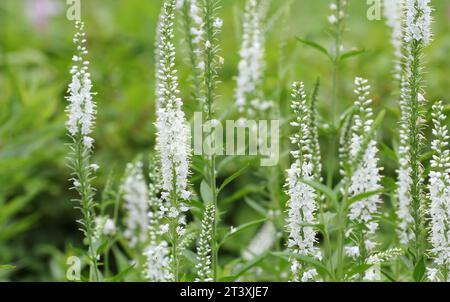 Closeup of the white flower spikes of the herbaceous perennial garden ...