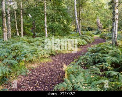 Path leading threw Autumn Landscape of Trees and Ferns, Harcourt Arboretum, Oxford, Oxfordshire, England, UK, GB. Stock Photo