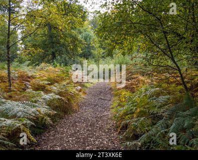 Path leading threw Autumn Landscape of Trees and Ferns, Harcourt Arboretum, Oxford, Oxfordshire, England, UK, GB. Stock Photo