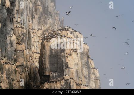 Bruennich's Guillemots (Uria lomvia), Alkefjellet, Spitsbergen, Svalbard Islands, Norway. Stock Photo