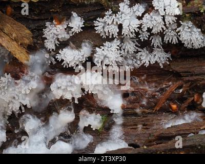 Ceratiomyxa fruticulosa aka Coral slime mould growing on mossy, damp log. Devon, UK. Stock Photo