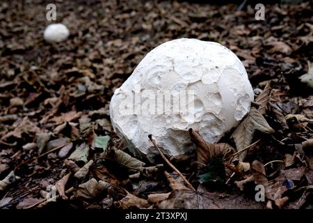 Giant fungi puff balls in woodland Stock Photo