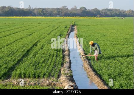 India, Punjab, farming INDIA, Punjab, Lehragag, farmer in wheat field with small irrigation canal, in Punjab started the green revolution in the 1960Â s to increase food production with irrigation systems, use of agrochemicals and high yielding hybrid seeds, behind mustard field *** INDIEN, Punjab, Farmer im Weizenfeld mit Bewässerung, in den 1960Â Jahren startete im Punjab die Grüne Revolution zur Steigerung von Erträgen durch Hochertragssorten, Bewässerung und Nutzung von Agrarchemie Lehragaga Punjab India Stock Photo