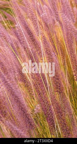 Pennisetum setaceum or beautiful purple tandan abadi grass Stock Photo
