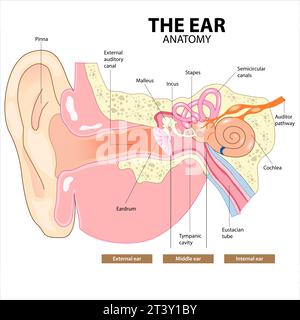 The Ear Anatomy ENT Stock Photo