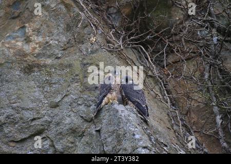 Peregrine Falcon juveniles, Falco peregrinus , on a rock face, Wales, uk Stock Photo