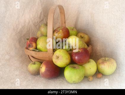 Windfall apples in trug on hessian. Assorted varieties, imperfect specimens. Stock Photo