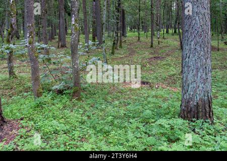 Green landscape in a mixed tree forest with plant vegetation between pine and deciduous trees. Summer scene with a view of the tree trunks and wild gr Stock Photo