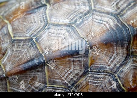 tortoise shell pattern, closeup of photo in a zoo Stock Photo - Alamy