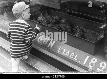 Stockholm 1954. A boy is fascinated by the turtles in the shop window of the Axel Cohn shop at Mäster Samuelsgatan 52. A shop that also sold caged birds and aquarium fish. Axel Cohn wrote the book Akvarieboken in 1929; a guide to the selection and care of aquarium fish. Birds fascinated the actually Danish citizen Axel Cohn, who already in the 1890s established his first pet shop in Klarakvarteren in Stockholm. Then he started selling canaries and other exotic birds, which was a novelty at the time. In the 1920s, wild-caught native birds were most commonly used as cage birds. Sweden. Kristoffe Stock Photo