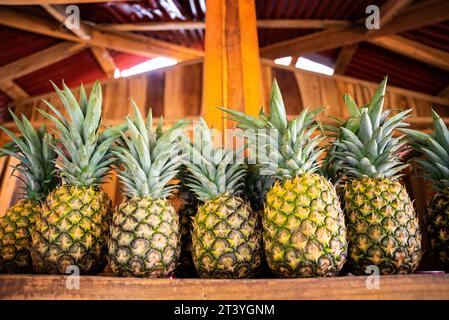 Vertical close-up of a large branch with ripe bright yellow bananas hanging in a fruit shop Stock Photo
