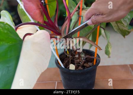 Philodendron Red Emerald variegated / Philodendron Stawberry shake Stock  Photo - Alamy