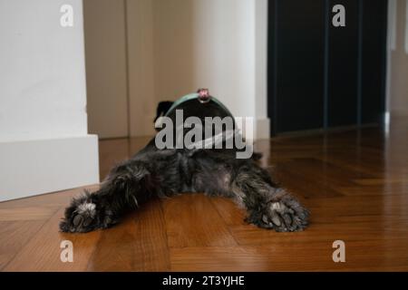 Close up of dog paw while sleeping on parquet floor Stock Photo