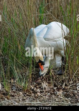 Mute swan (Cygnus olor) adult male standing on and attacking a juvenile that had strayed into his territory in the breeding season, Forest of Dean, UK Stock Photo