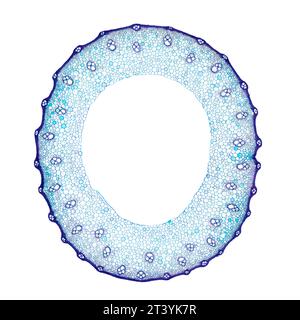 Wheat stem, cross section, 8X light micrograph. Blue stained stem of Triticum under a light microscope, a grass widely cultivated for its seed. Stock Photo