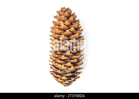 fir cone on white background close-up Stock Photo