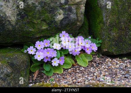 Primula heterochroma, Primrose heterochroma, bicolour primroses flowering in late winter Stock Photo