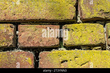brick and green moss texture background closeup Stock Photo