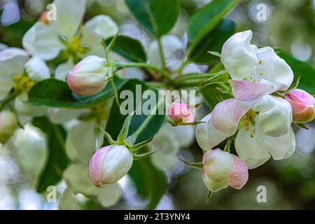 white apple blossoms on background of green leaves Stock Photo