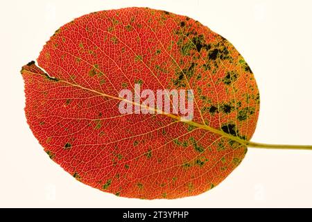 Colorful autumn foliage. Red and orange close-up pear tree leaf texture isolated on white background. Affected by vermin. Czech republic nature. Stock Photo