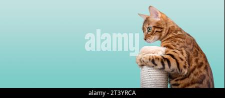 Bengal cat plays with a scratching post on a green background. Accustoming a cat to a scratching post. Copy space. Stock Photo